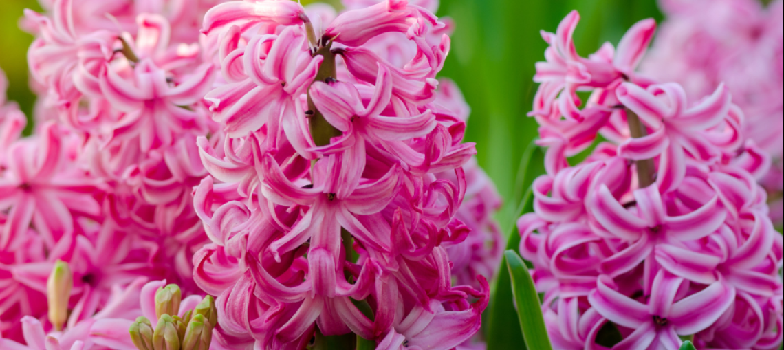 Plantes à bulbes : Comment et quand les planter ?