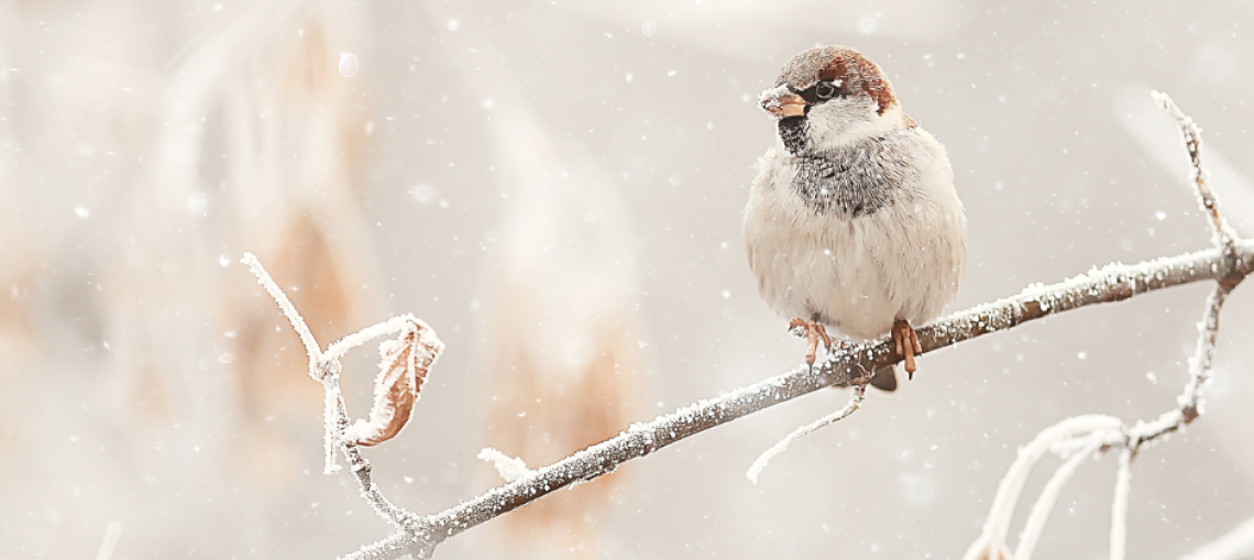 Préservez votre intérieur du froid durant la période hivernale