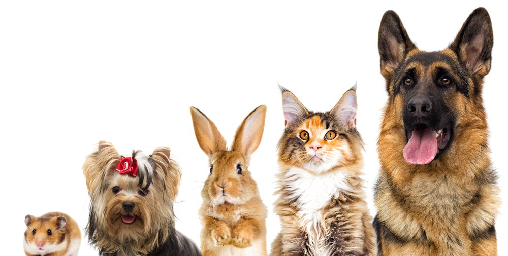 Déménager avec mon animal de compagnie Jardinerie